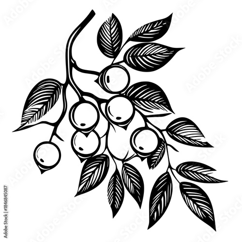 Harvest Amalaka Fruit | Clean, isolated vector art for creative projects.