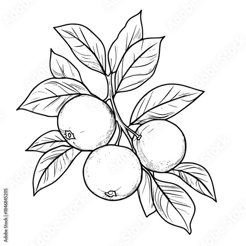 Fruit Citrus Kingdom: Single Fruit Family Portrait | Clean, isolated vector art for creative projects.