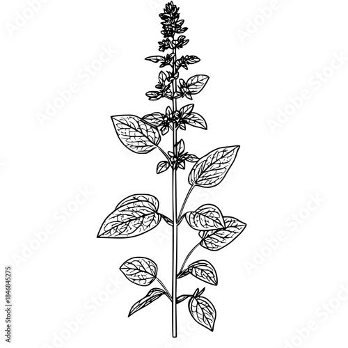 Botanical Beauty: Single Stem Peppermint Rises from Earth | Clean, isolated vector art for creative projects.