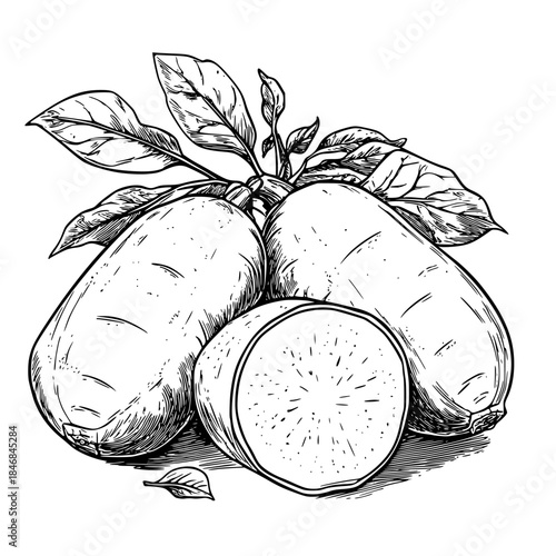 Bountiful Harvest: Trio Vibrant Jicamas Market Stall | Clean, isolated vector art for creative projects.