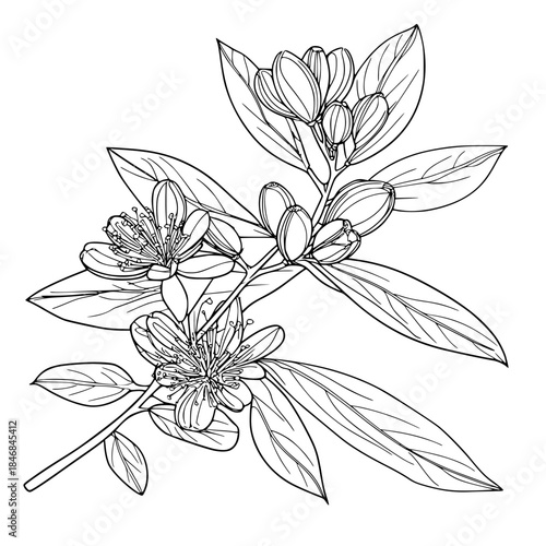 Botanical Beauty: Tribute Kakadu Plum | Clean, isolated vector art for creative projects.