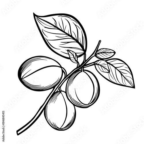 Silhouette leafy pod orange center | Clean, isolated vector art for creative projects.