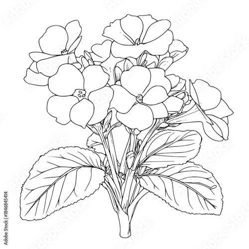 timeless beauty Kalanchoe blossfeldiana | Clean, isolated vector art for creative projects.