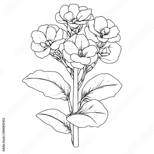 Delicate Silhouette Kalanchoe Blossfeldiana | Clean, isolated vector art for creative projects.