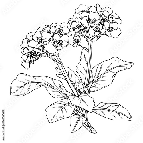 Ephemeral Elegance: Solitary Flower Silhouette | Clean, isolated vector art for creative projects.