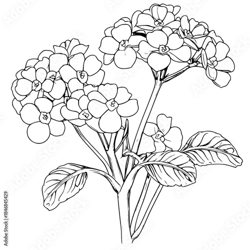 Elegant Silhouette Flowering Plant | Clean, isolated vector art for creative projects.