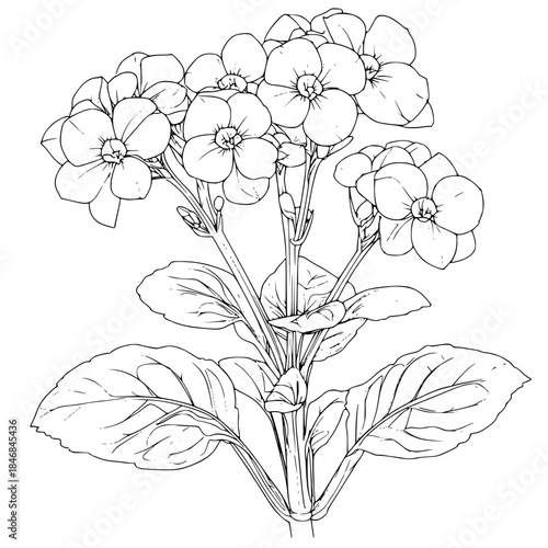Elegant Silhouette Kalanchoe Plant Full Bloom | Clean, isolated vector art for creative projects.