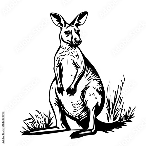 Aussie Outback's Silhouette Kangaroo Standing Tall | Clean, isolated vector art for creative projects.
