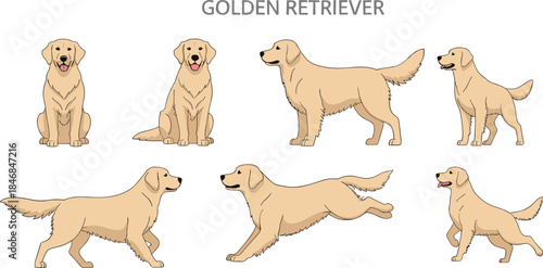 Set of Golden Retriever Dog Vector Illustrations in Various Poses, Perfect for Pet Shops, Canine Services, Animal-Themed Graphics, and Educational Design Projects.