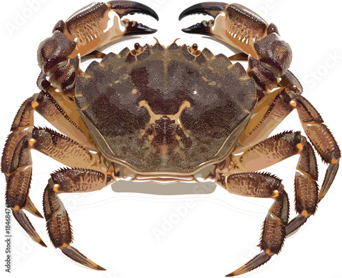 Highly Detailed Realistic Vector Illustration of a Brown European Edible Crab (Cancer pagurus) for Seafood, Marine Life, or Coastal Themed Design Projects on a White Background.