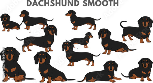 Set of Smooth-Haired Dachshund Dog Vector Illustrations in Multiple Poses, Ideal for Pet Shops, Veterinary Clinics, and Dog-Themed Graphic Design Projects.