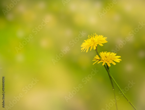 two dandelions on a yellow-green background