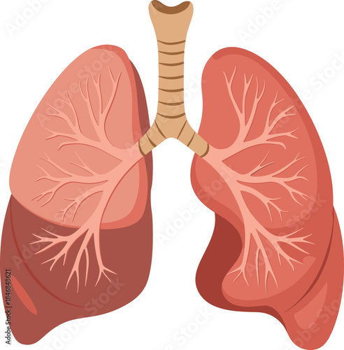 Human lungs anatomy illustration, respiratory system medical diagram, bronchial structure and trachea, healthcare education, detailed vector artwork
