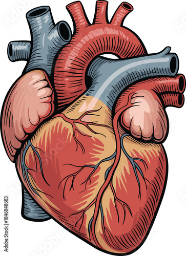 Human lungs anatomy illustration, respiratory system medical diagram, bronchial structure and trachea, healthcare education, detailed vector artwork