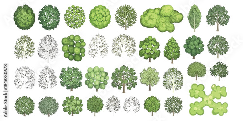 Diverse collection of trees with top and side views for architectural and landscape design assets