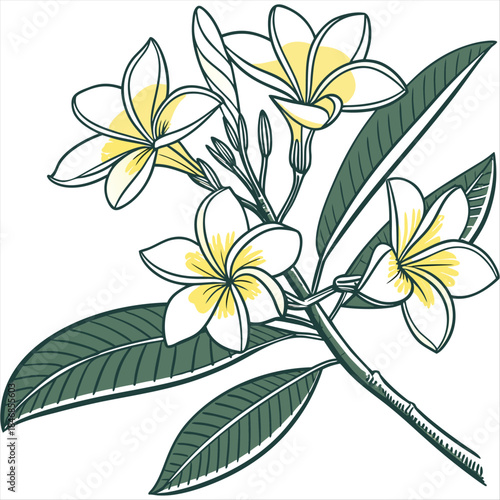 Yellow and white frangipani flowers with green leaves illustration sketch style