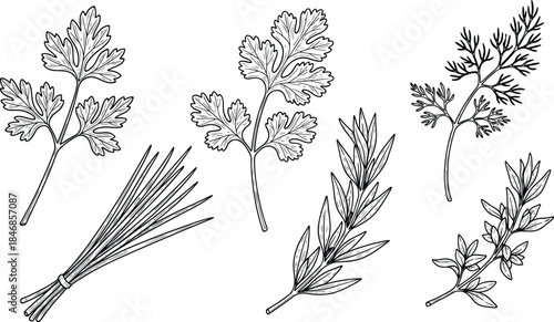 Hand Drawn Culinary Herbs Botanical Illustration Set in Black and White Line Art