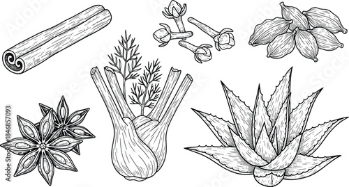 Hand Drawn Spices and Herbs Botanical Illustration Set in Black and White Line Art
