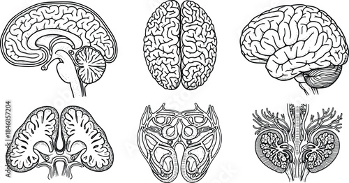 Human Brain Anatomy Illustration Set Showing Different Views and Cross Sections in Line Art