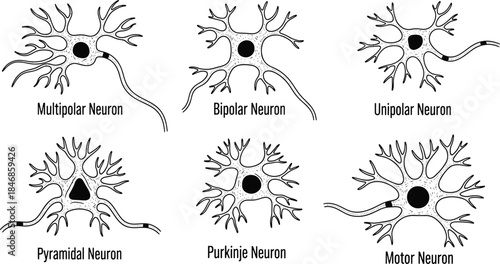 Human Neuron Types Anatomy Illustration Set Showing Different Nerve Cells in Line Art