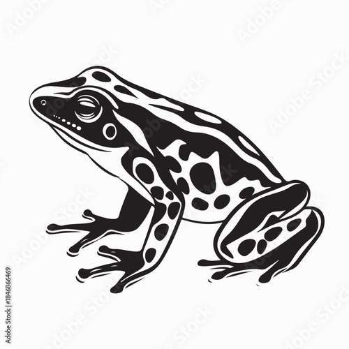Tropical frogs Vector. Black and  White Tropical frog Vector Image on white background