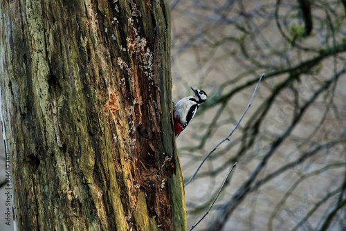 woodpecker on tree