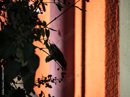 silhouette of a bird