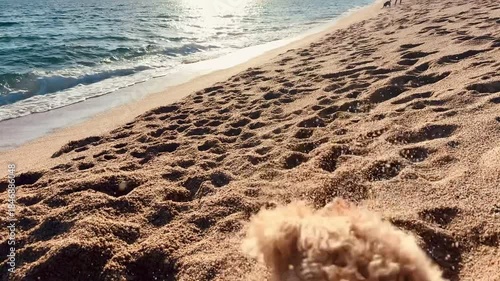 Small Dog Running in Slow Motion on Beach During Golden Sunset Hour