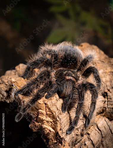Obraz na plátně Curly hair tarantula on his wood.
