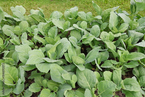 Organically grown Chinese kale in backyard garden. Chinese broccoli is leafy green vegetable in cabbage family, stems are thick and crisp. Brassica oleracea L. Cv. Alboglabra Group.Popular for cooking