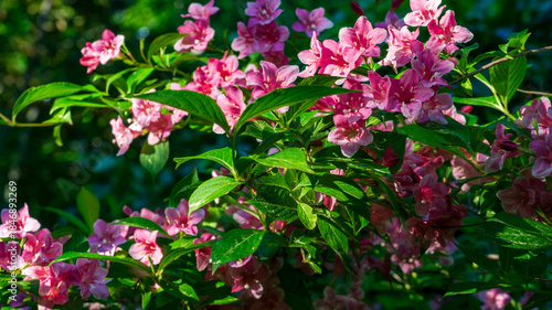 Delicate pink Weigela hybrida Roses flowers in full bloom, surrounded by lush green leaves, creating vibrant contrast against softly blurred natural background of garden