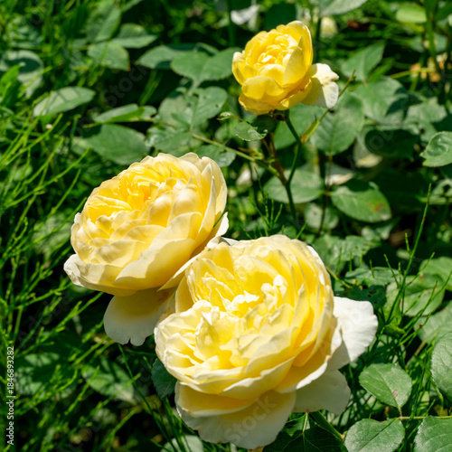 Bright yellow Graham Thomas  roses in full bloom surrounded by lush green foliage. The vibrant flowers stand out against  verdant background, showcasing their delicate petals