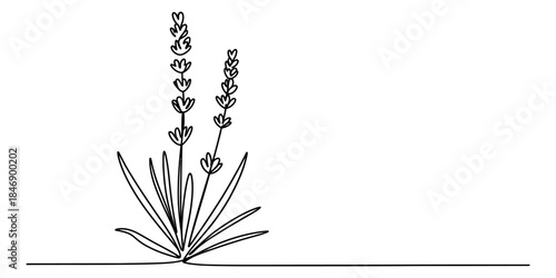 Elegant continuous line art drawing of a lavender plant with stems and leaves Vector, illustration