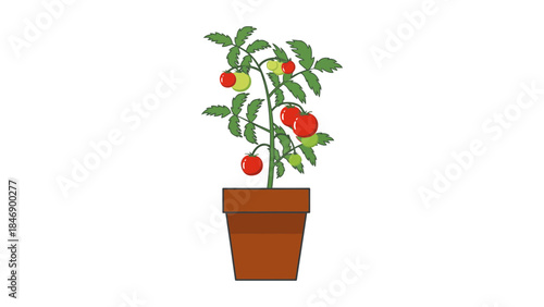 Vibrant tomato plant in brown pot with lush green leaves and ripe red tomatoes
