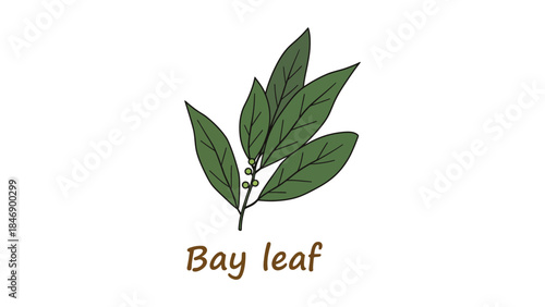 Fresh green bay leaves on a branch