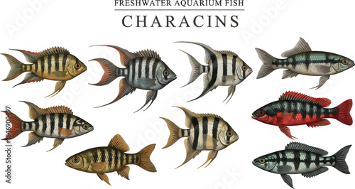 A Realistic Vector Collection of Freshwater Aquarium Characins Fish Species, Including Angelfish and Striped Varieties for Pet Shop, Aquascaping, and Wildlife Design Projects.