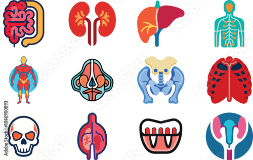 Human Anatomy Icon Set Featuring Heart, Liver, Kidney, Lungs, Intestine, Digestive System, Muscular System, Nervous System and Internal Organs – Flat Medical Vector Illustration for Healthcare, Educat