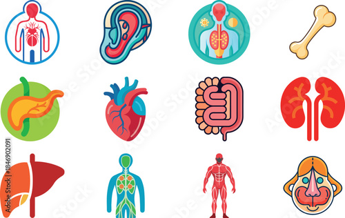 Human Anatomy Icon Set Featuring Heart, Liver, Kidney, Lungs, Intestine, Digestive System, Muscular System, Nervous System and Internal Organs – Flat Medical Vector Illustration for Healthcare, Educat