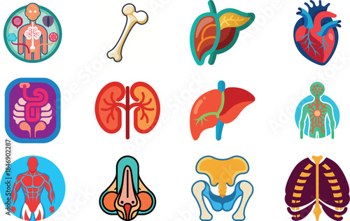 Human Anatomy Icon Set Featuring Heart, Liver, Kidney, Lungs, Intestine, Digestive System, Muscular System, Nervous System and Internal Organs – Flat Medical Vector Illustration for Healthcare, Educat