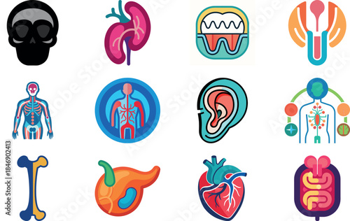 Human Anatomy Icon Set Featuring Heart, Liver, Kidney, Lungs, Intestine, Digestive System, Muscular System, Nervous System and Internal Organs – Flat Medical Vector Illustration for Healthcare, Educat