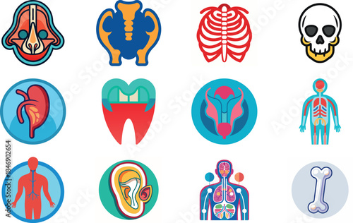 Human Anatomy Icon Set Featuring Heart, Liver, Kidney, Lungs, Intestine, Digestive System, Muscular System, Nervous System and Internal Organs – Flat Medical Vector Illustration for Healthcare, Educat