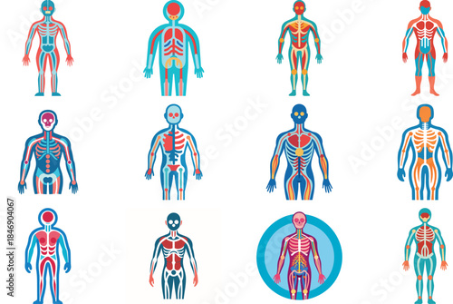 Human Anatomy Icon Set Featuring Heart, Liver, Kidney, Lungs, Intestine, Digestive System, Muscular System, Nervous System and Internal Organs – Flat Medical Vector Illustration for Healthcare, Educat