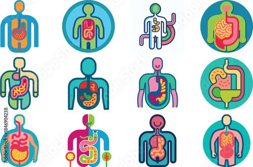 Human Anatomy Icon Set Featuring Heart, Liver, Kidney, Lungs, Intestine, Digestive System, Muscular System, Nervous System and Internal Organs – Flat Medical Vector Illustration for Healthcare, Educat
