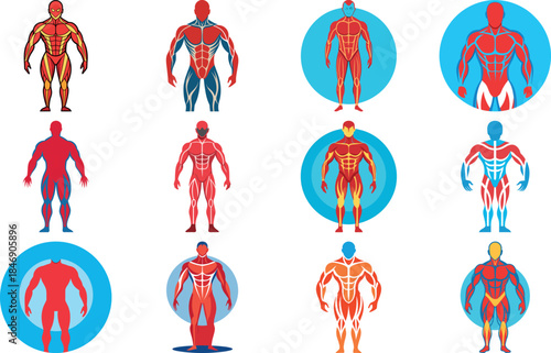 Human Anatomy Icon Set Featuring Heart, Liver, Kidney, Lungs, Intestine, Digestive System, Muscular System, Nervous System and Internal Organs – Flat Medical Vector Illustration for Healthcare, Educat