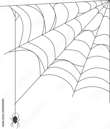 Spider hanging from a web in a corner