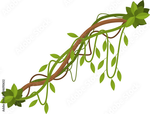 Jungle liana vine creeping branch illustration