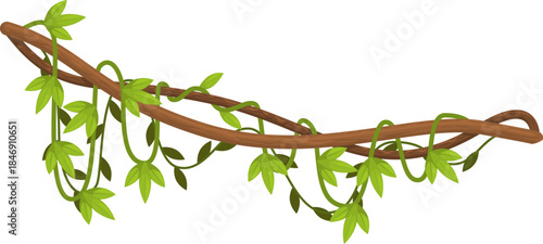 Jungle liana growing on tropical branch border