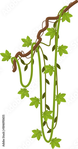 Green tropical liana leaves hanging from branch