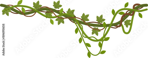 Jungle liana vines hanging green tropical foliage