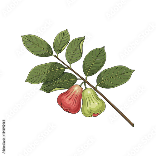vector water apple fruit on a white background